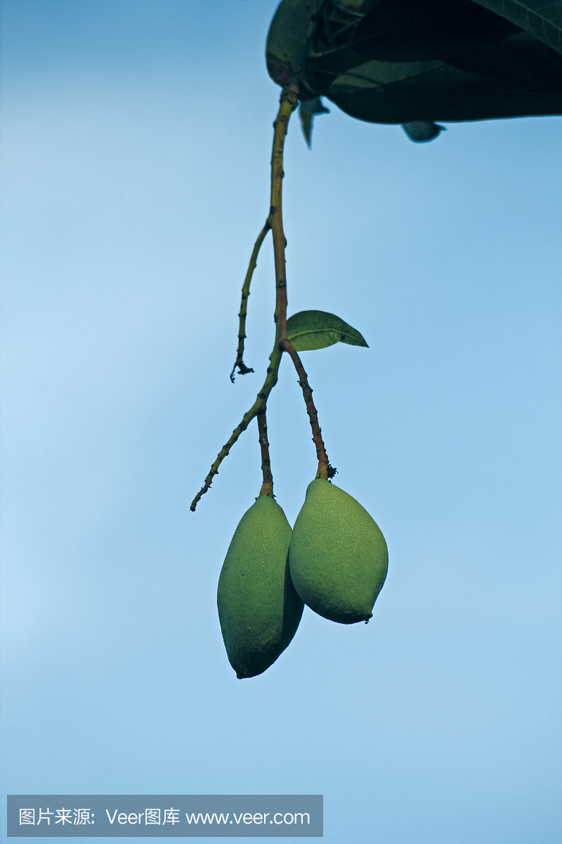 芒果种植,印度
