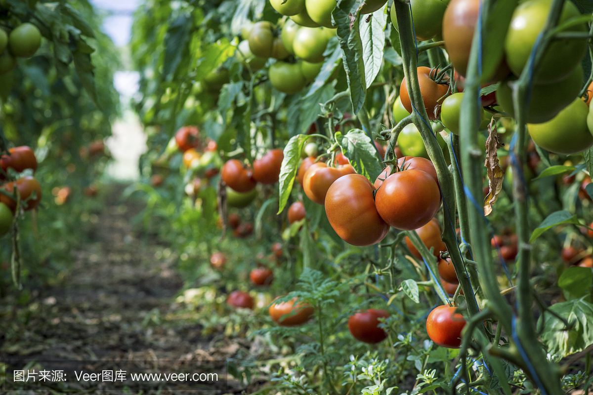 温室里成熟的西红柿