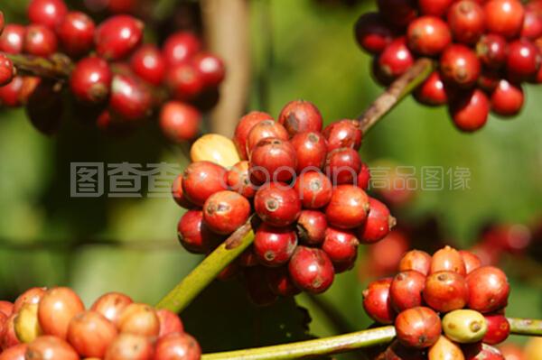 越南咖啡树、咖啡豆